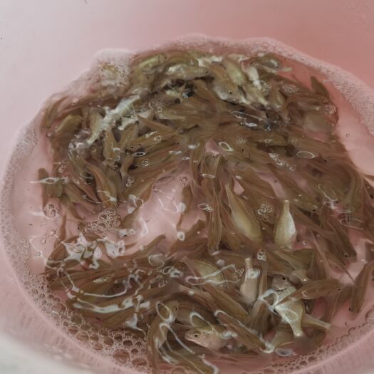 广州 澳洲银鲈鱼苗