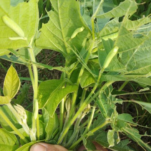灌云县豆虫 豆丹合作养殖，放苗到收28天一茬，提供技术，养成品，包回收。