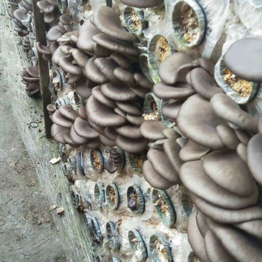 长春鲜平菇 鲜蘑