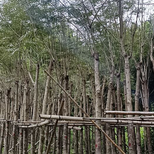 普宁市凤凰木截杆移植5-6-78-9……公分大量经营欢迎订购联系我