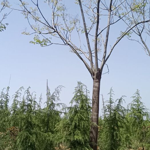 南京红榉 南京地区，榉树，农户直销