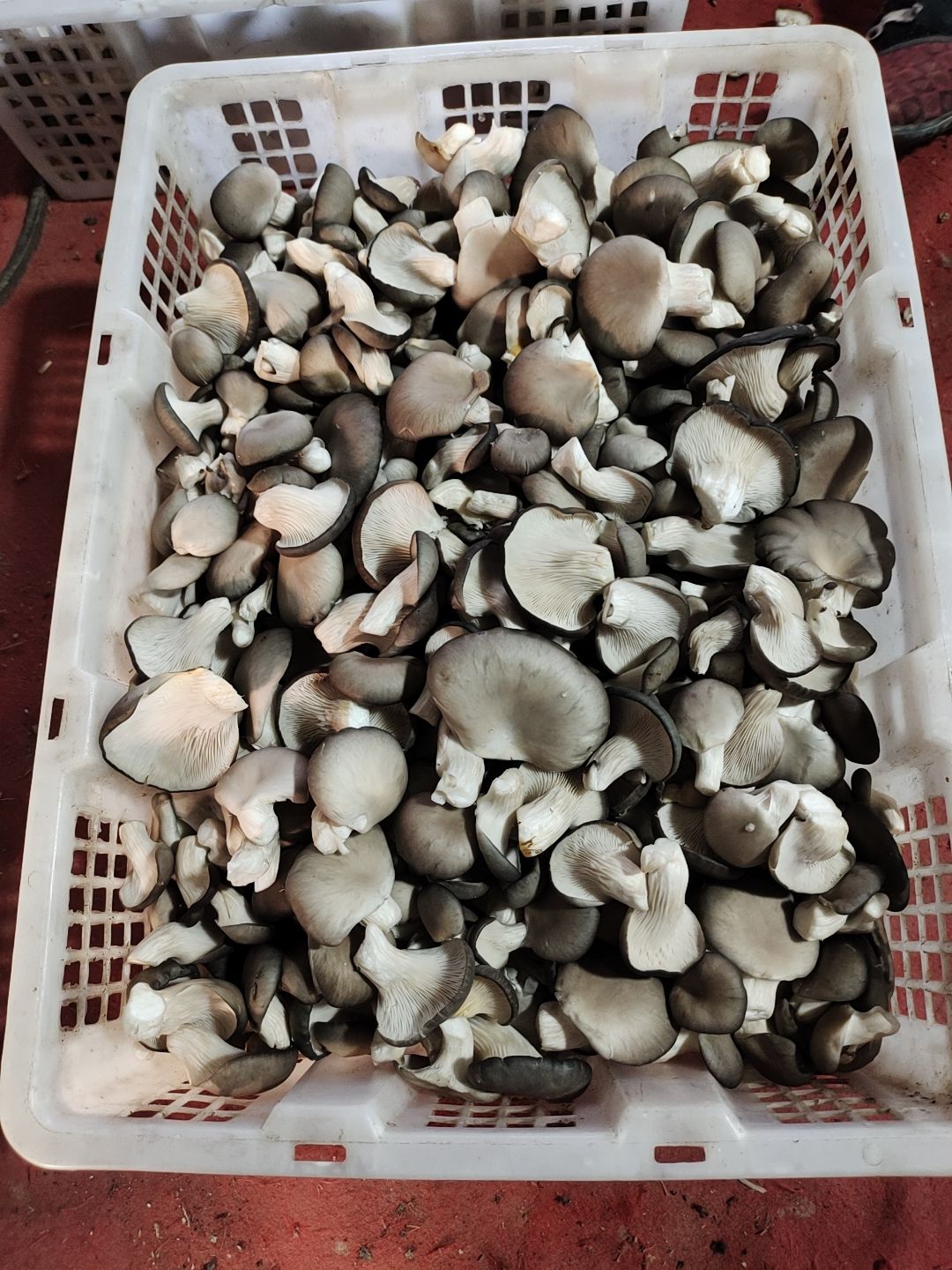 平湖市自己种的姬菇