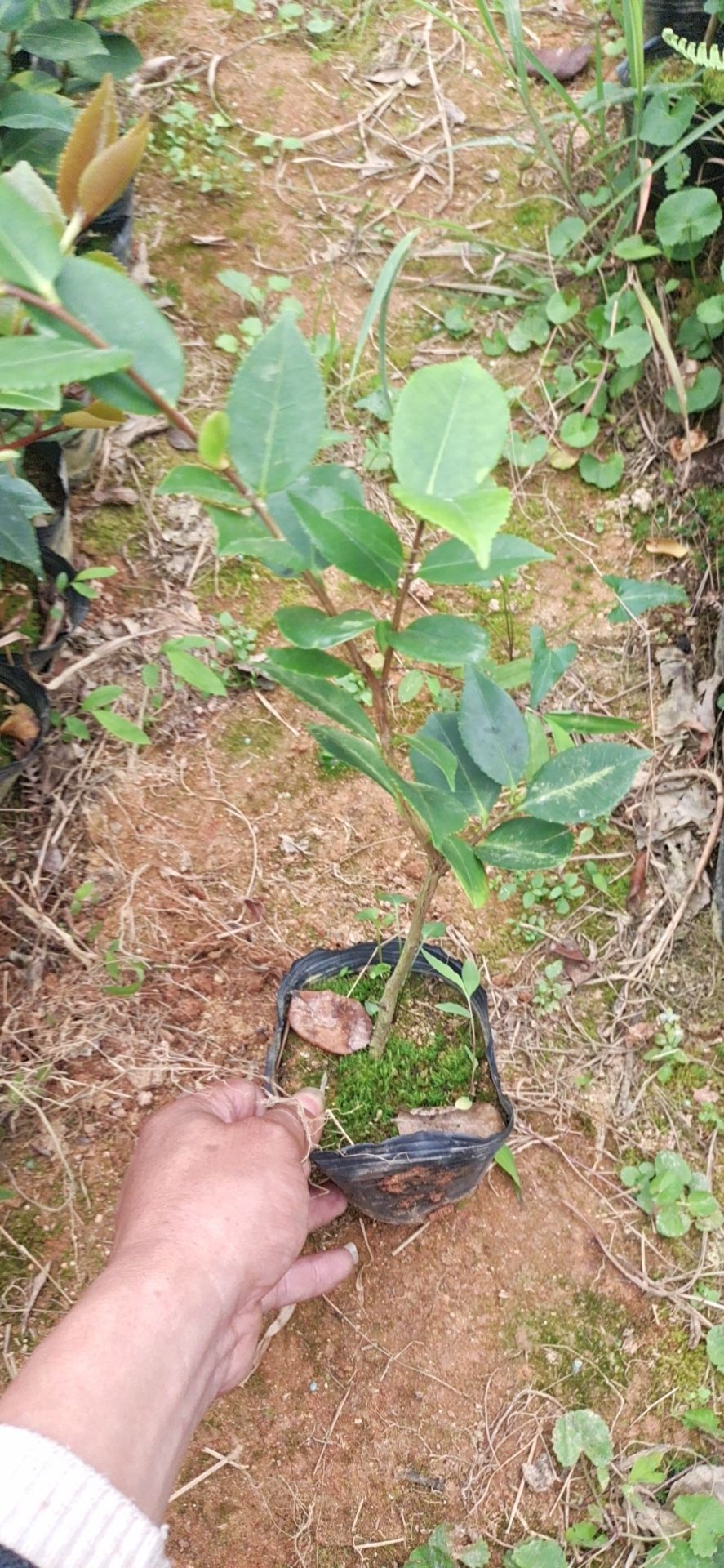 香妃茶花盆栽福建龍巖基地直銷