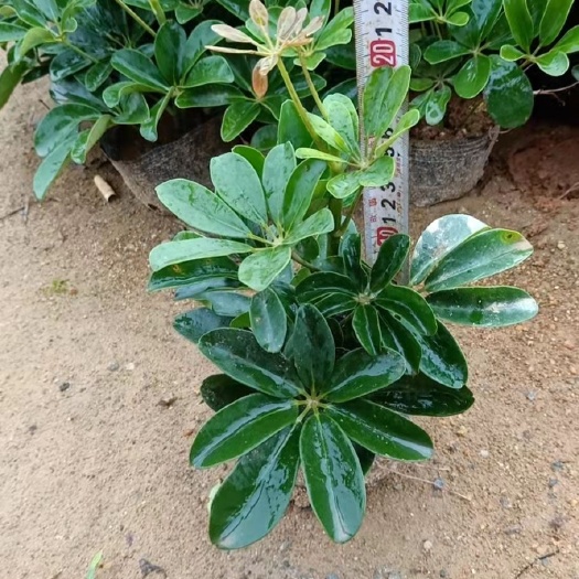 博罗县青叶鸭脚木