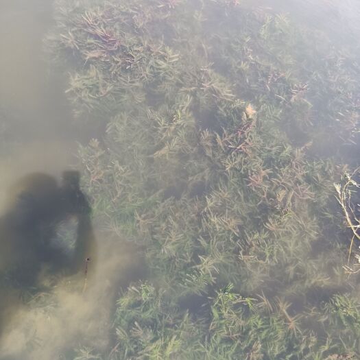 安新县苦草 沉水植物