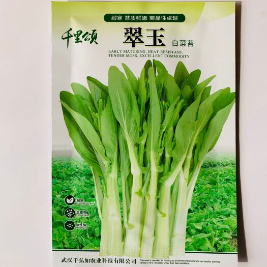 白菜苔种子红菜苔四九菜心油绿菜心绿菜苔种子新种子
