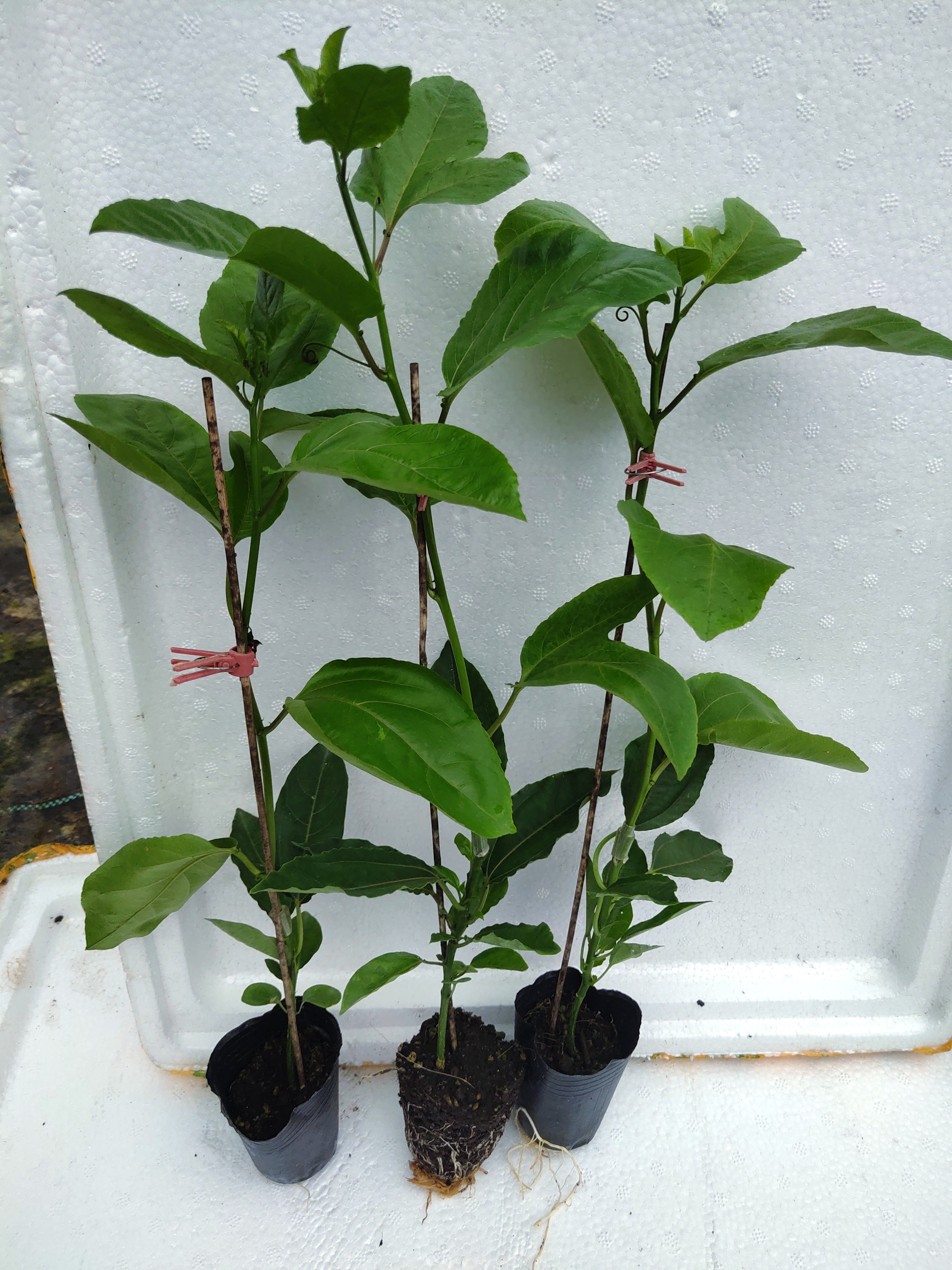 微農(nóng)果苗種植基地