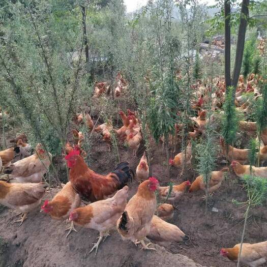高安市土鸡 上好的公鸡大量有货