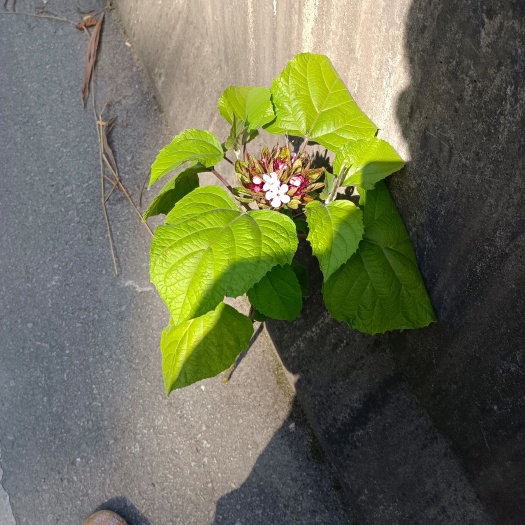 望谟县臭牡丹种苗 臭牡丹