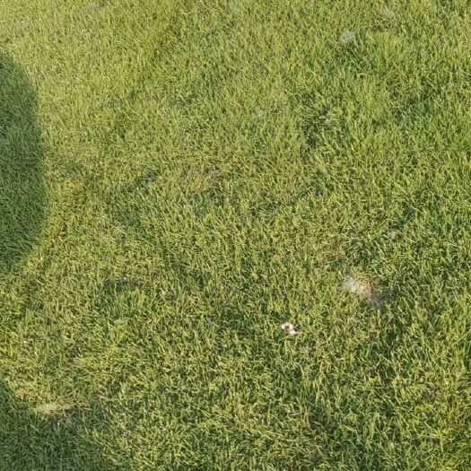 浏阳市马尼拉草皮