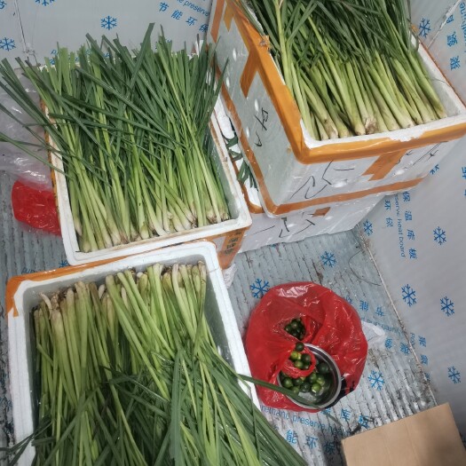 广州香茅草 香矛