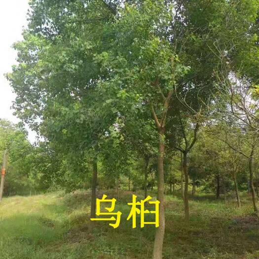 南京 南京地区，乌桕大量供应