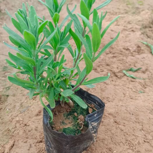 青州市 薰衣草（花海，基地直发）