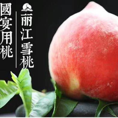 麗江果苗批發(fā)