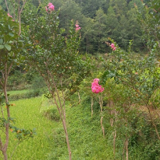 通江县红花紫薇 红花本地紫薇