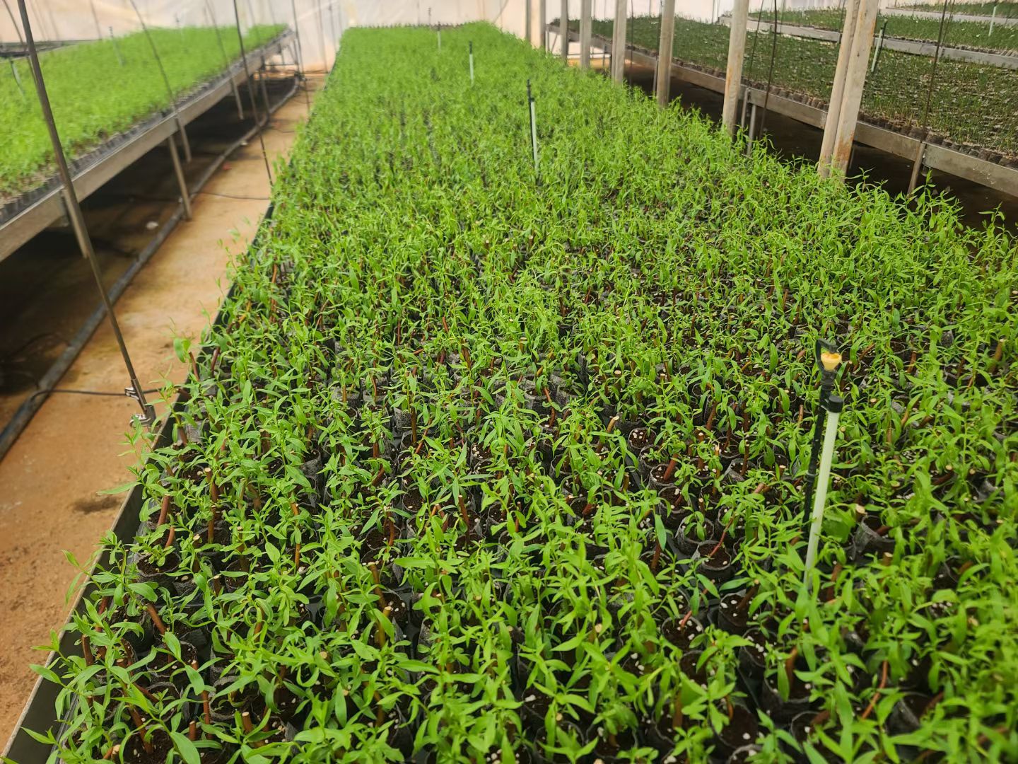 黄金龙柳种苗 苗子好 可接受零下十五度种植 全国各地都可以发