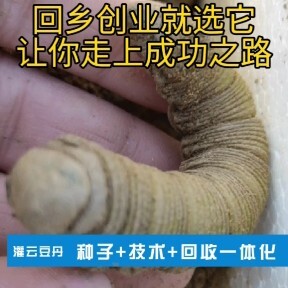 灌云县 豆丹，豆虫养殖