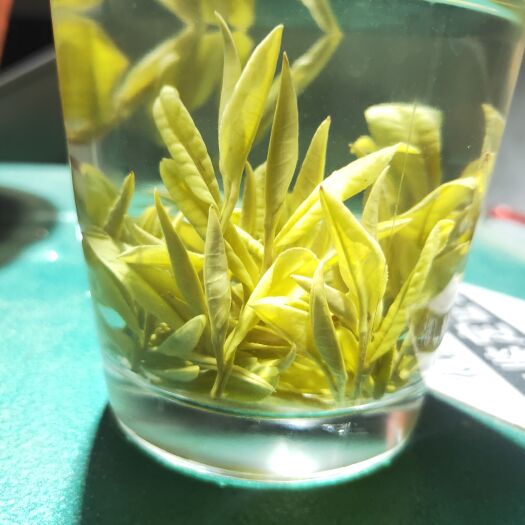 忠县新白茶 高山白茶、高山黄金芽