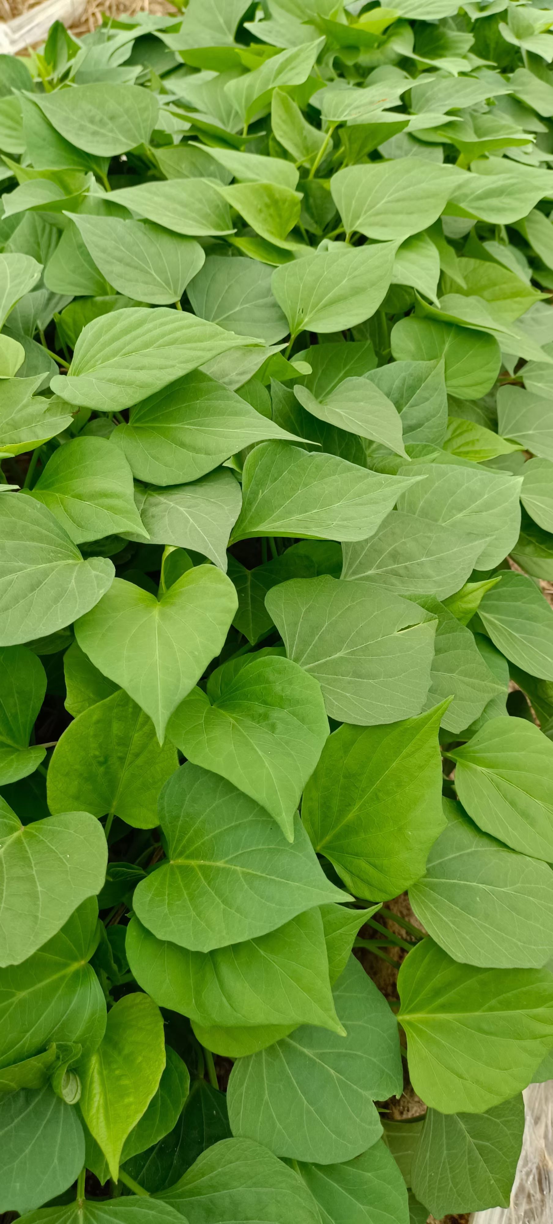 济薯25  济薯26量大优惠基地直发