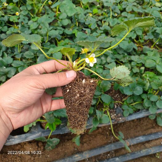 泰安基地出售穴盘草莓苗 红颜草莓苗 带土发货