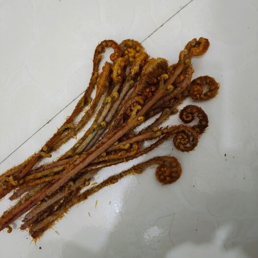 安顺山野菜 山荫蕨菜，绿色天然野菜