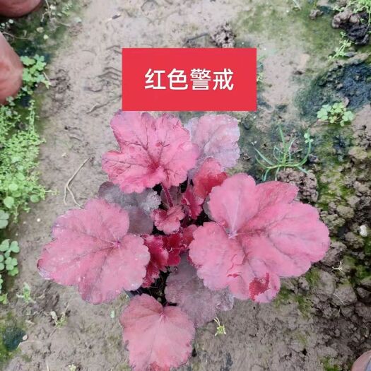 鄢陵县矾根种苗 矾根