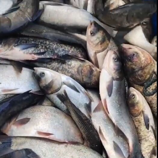 大连白鲢鱼 新鲜活白鲢饲料鱼，大量有货，预购从速