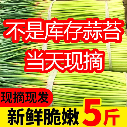 蒜苔【新鮮現(xiàn)摘現(xiàn)發(fā)瘋狂熱銷中】綠帽蒜苔紅帽蒜臺新鮮批發(fā)蔬菜