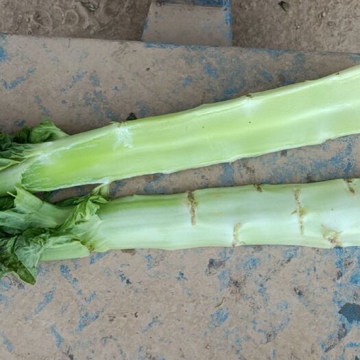 当阳市红叶莴笋 露天莴苣大量上市！