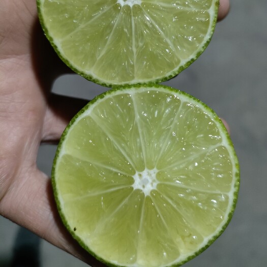 昆明 泰国塔希提品种无籽青柠檬云南种植新鲜