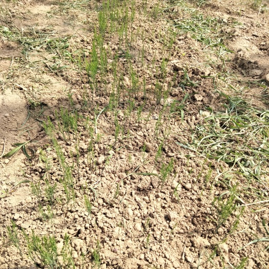 曹县 芦笋根苗