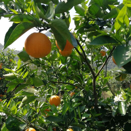 桂林夏橙 广西壮族自治区桂林市临桂区 
