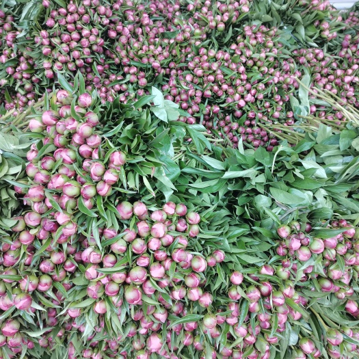 中江县多花芍药 多瓣芍药花，现货有售，需要的朋友联系