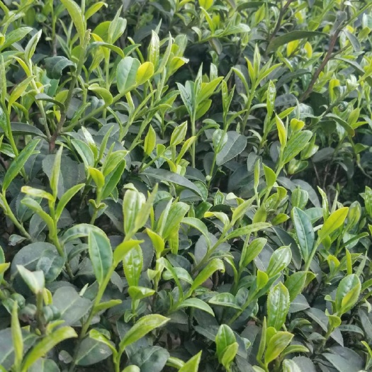 宜宾云雾茶 高山绿茶