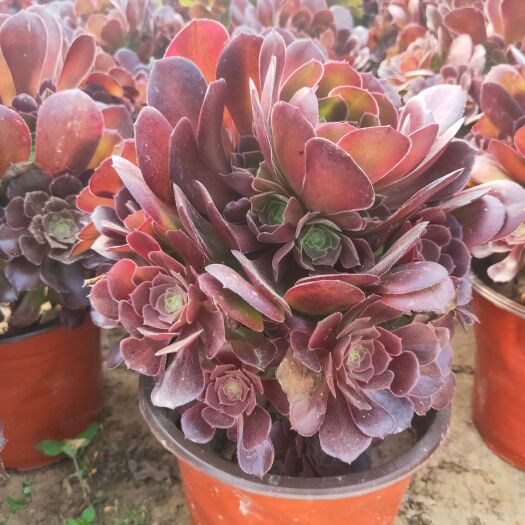 单县欧版紫羊绒  手捧花型周正，高度30-40公分直径30-40