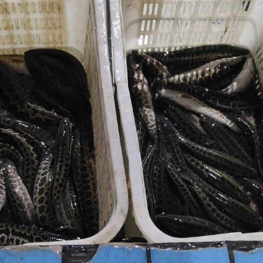 临武县乌鳢 长期现货供应各种规格黑鱼