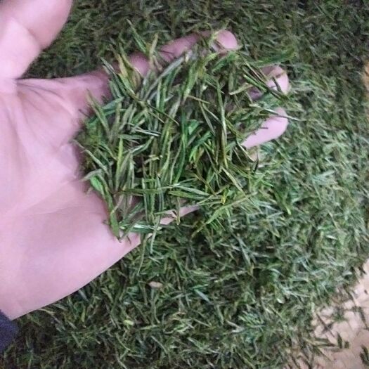 金溪县新白茶 自家种植，自己直销