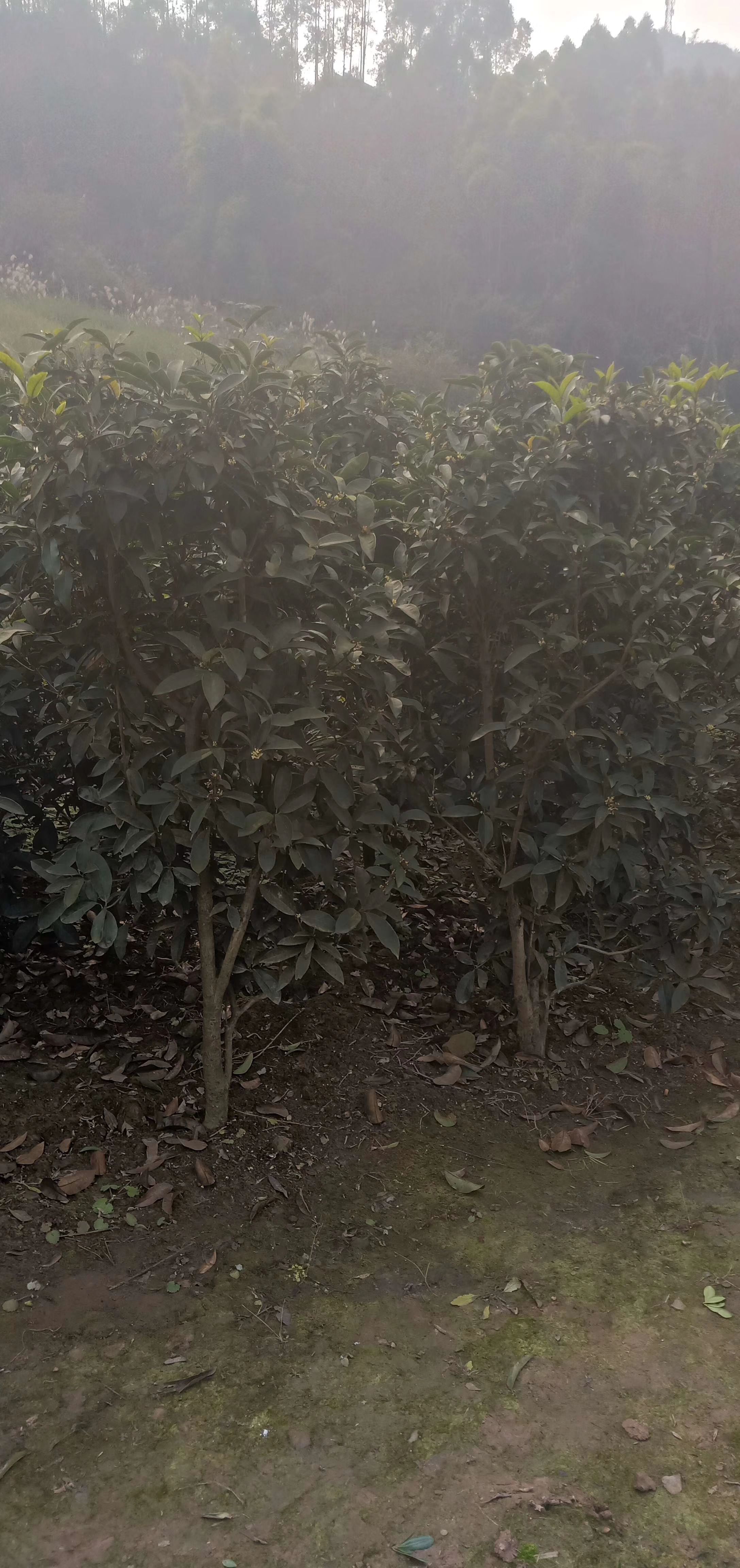 佛顶珠 佛顶桂