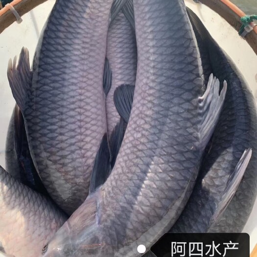 吉首市青鱼苗 