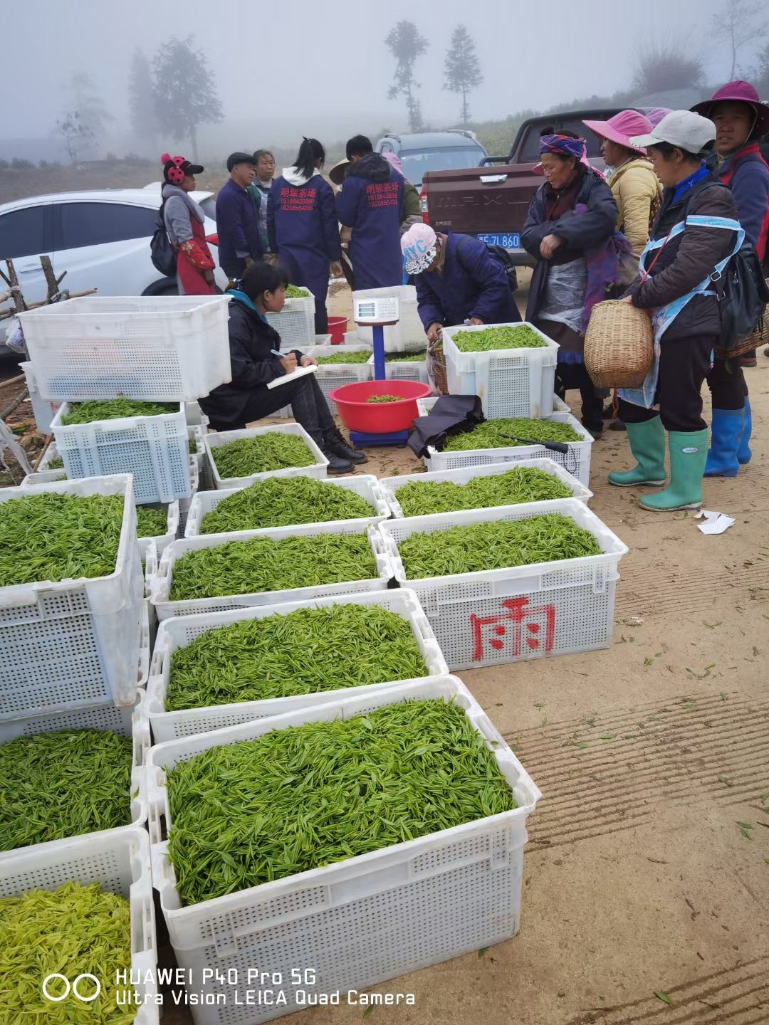 安吉奶白茶   黄金芽二级