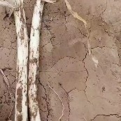 夏津县 精品长白大葱