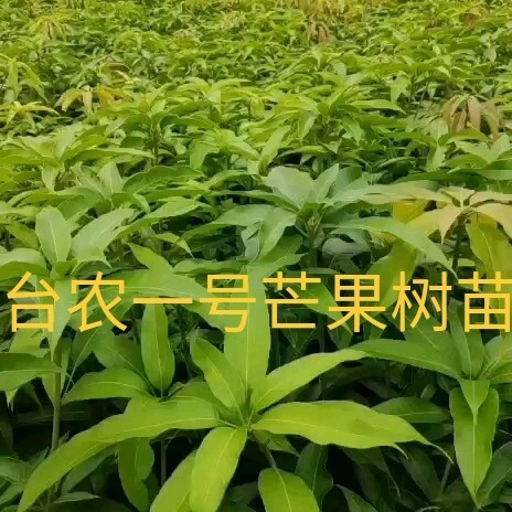 田东县台农一号芒果苗 