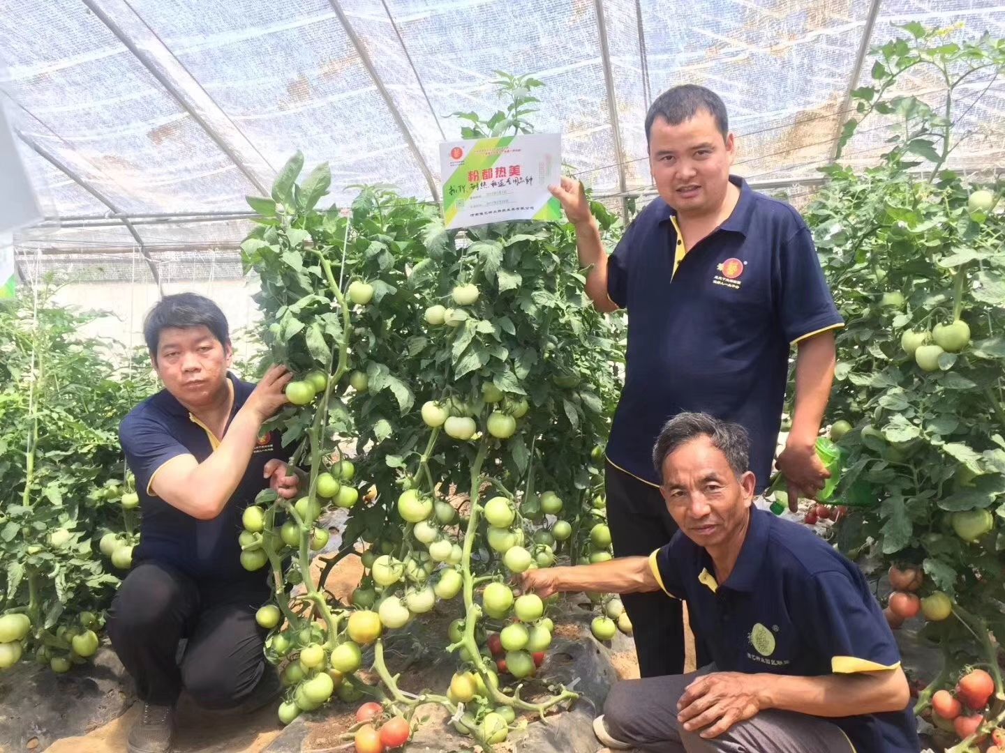 粉都热美番茄无限生长型抗病抗裂抗线虫果形大小均匀口感非常