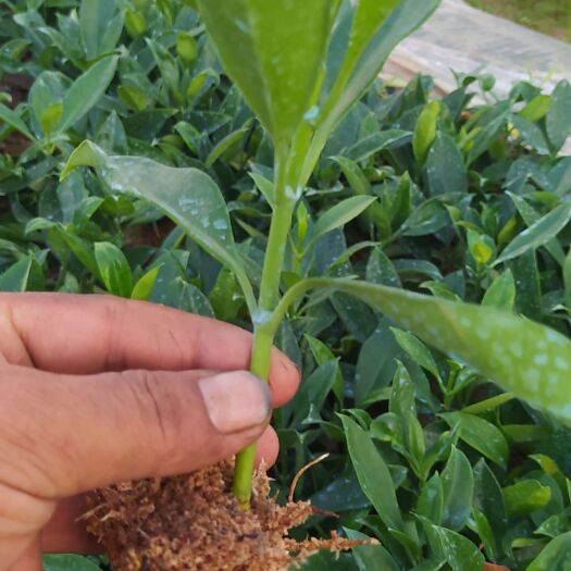 非洲茉莉