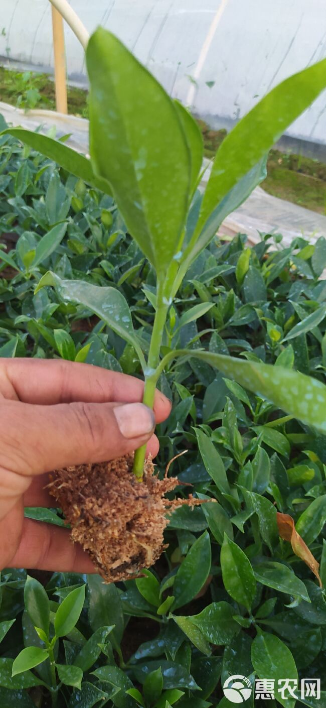 非洲茉莉