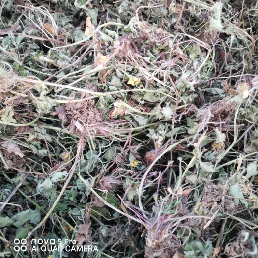 邳州市蛇莓优质蛇莓，草莓   蛇莓草