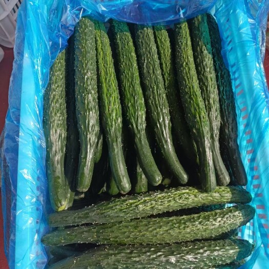 刺黄瓜  鲜花带刺！万亩基地，量大质优！需要的朋友联系我！