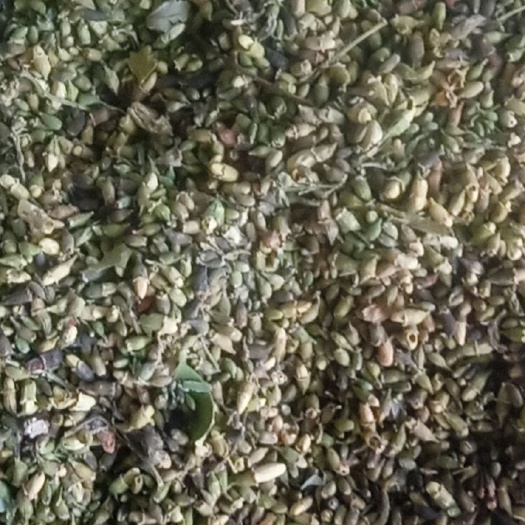 槐米 大别山特产
批发零售