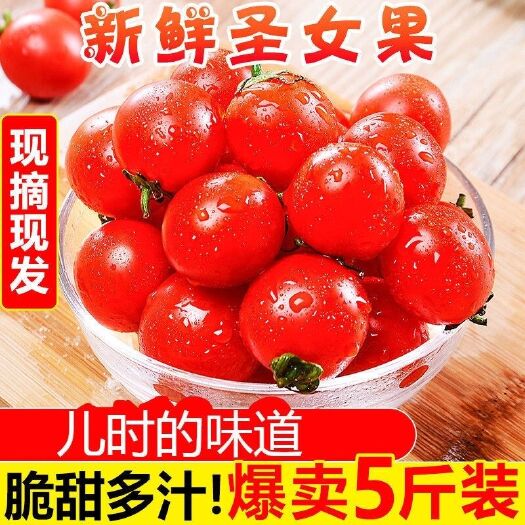 潍坊圣女果 千禧圣女果千禧小番茄樱桃西红柿圣女果新鲜采摘整箱批发