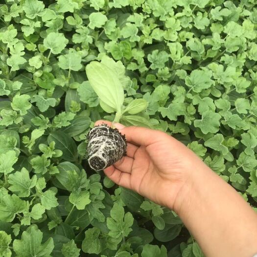 宿州 主营：各种嫁接西瓜苗，甜瓜苗，自生跟苗，各种蔬菜种苗。